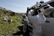 FRANCE ENVIRONMENT NATURE BEES