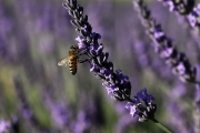 FRANCE ENVIRONMENT NATURE BEES