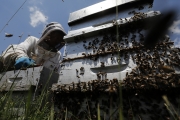 FRANCE ENVIRONMENT NATURE BEES