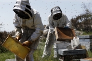 FRANCE ENVIRONMENT NATURE BEES